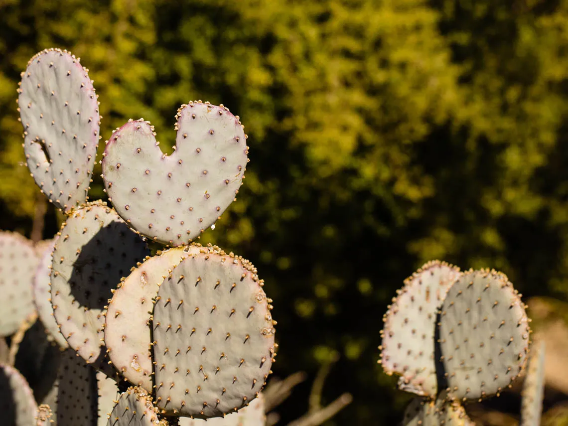 Cacti